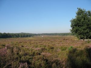 Groene specht